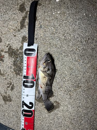 クロソイの釣果