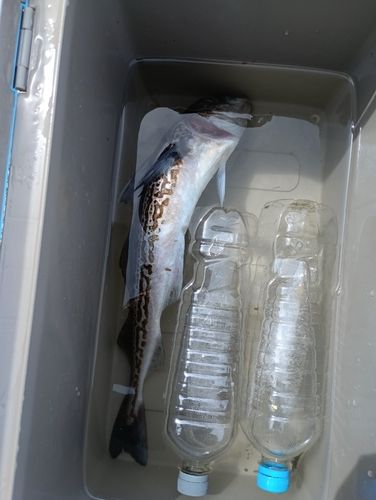 スケトウダラの釣果