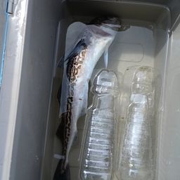スケトウダラ