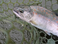 アマゴの釣果