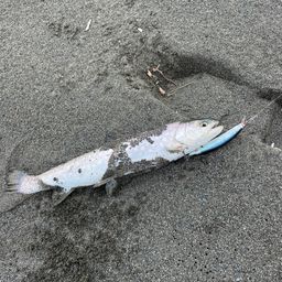 アメマス
