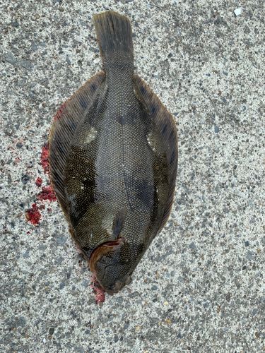 カレイの釣果