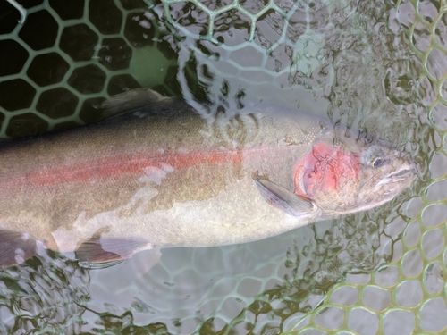 ホウライマスの釣果