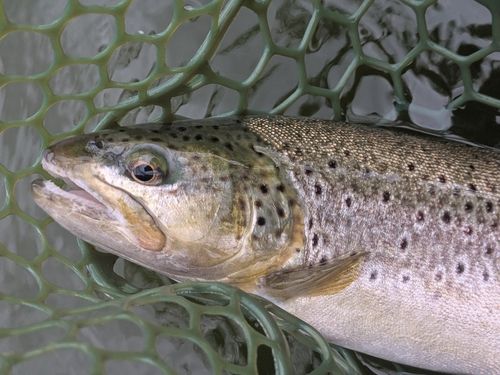 ブラウントラウトの釣果