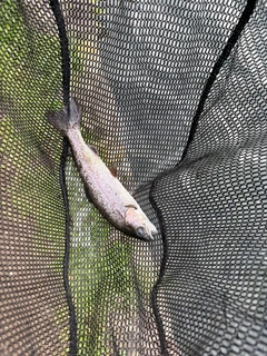 トラウトの釣果