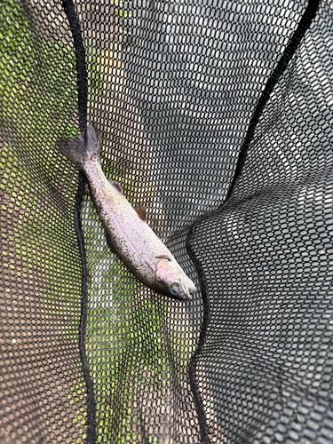 トラウトの釣果