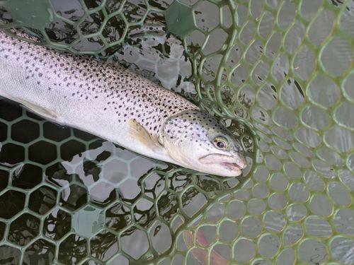 ブラウントラウトの釣果