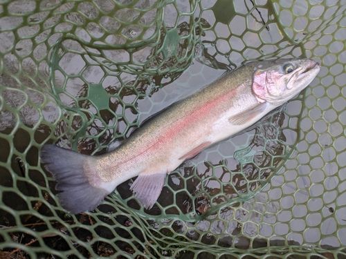 ホウライマスの釣果