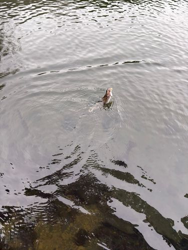 トラウトの釣果