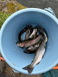 トラウトの釣果