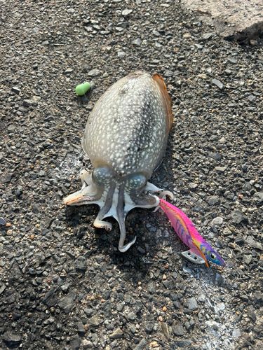 シリヤケイカの釣果