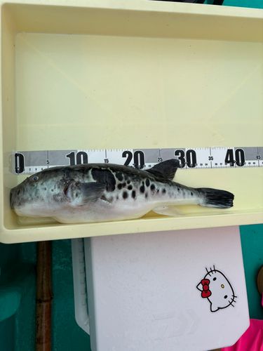 トラフグの釣果