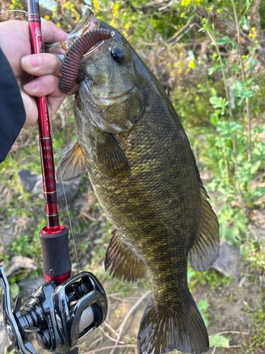 スモールマウスバスの釣果