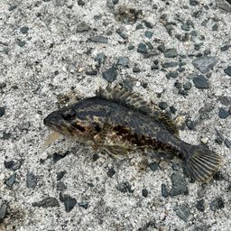 タケノコメバル