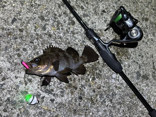 メバルの釣果