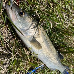 セイゴ（マルスズキ）