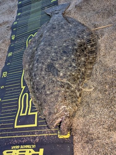 ヒラメの釣果