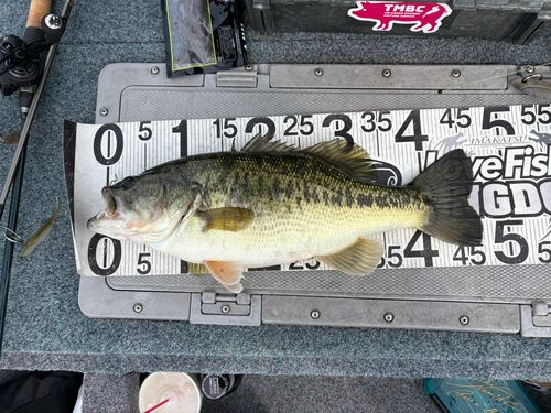 ブラックバスの釣果