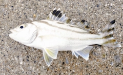コトヒキの釣果
