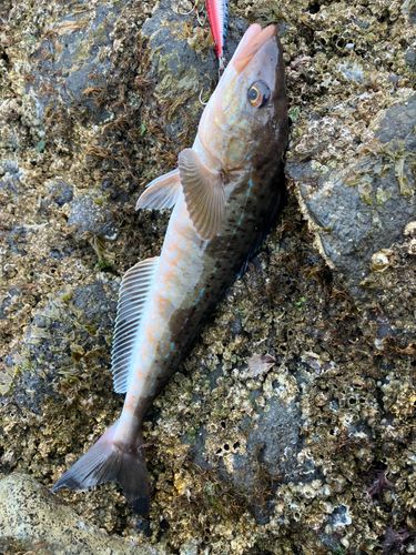 ホッケの釣果