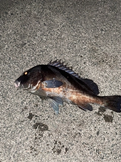 コショウダイの釣果