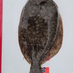 カレイ
