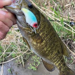 スモールマウスバス