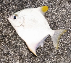 ヒメツバメウオの釣果