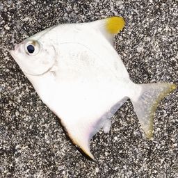 ヒメツバメウオ