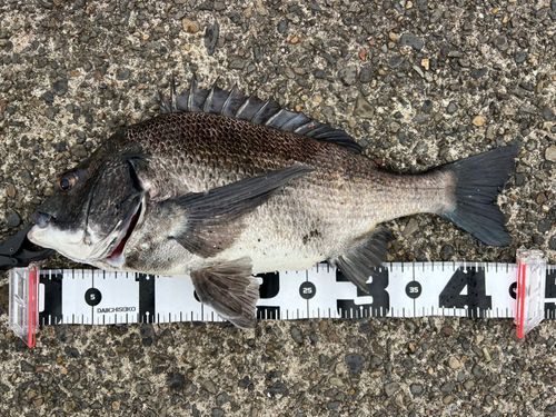 クロダイの釣果