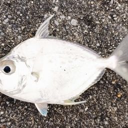 セイタカヒイラギ