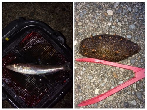 キスの釣果