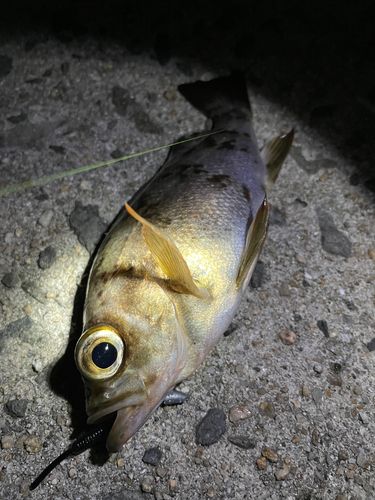 メバルの釣果