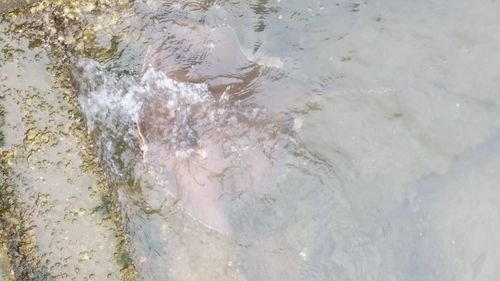 アカエイの釣果