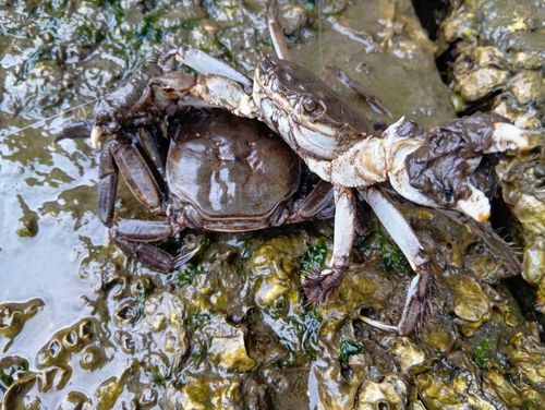 モクズガニの釣果