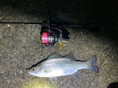 セイゴ（ヒラスズキ）の釣果