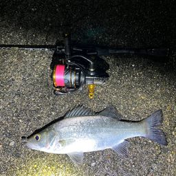 セイゴ（ヒラスズキ）