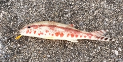 ヨメヒメジの釣果