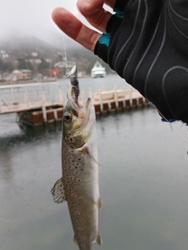 ブラウントラウトの釣果