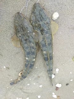 マゴチの釣果