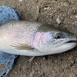 レインボートラウト