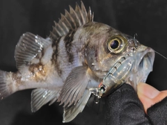 メバルの釣果