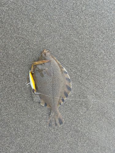 ヌマガレイの釣果
