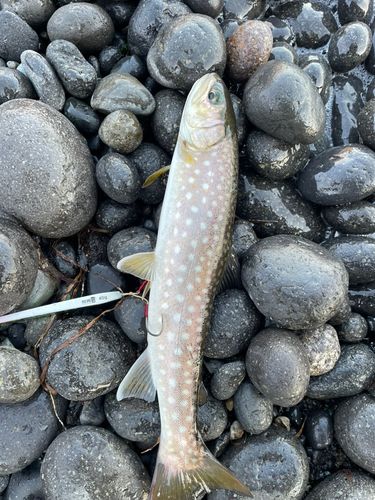 アメマスの釣果