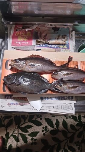 メジナの釣果