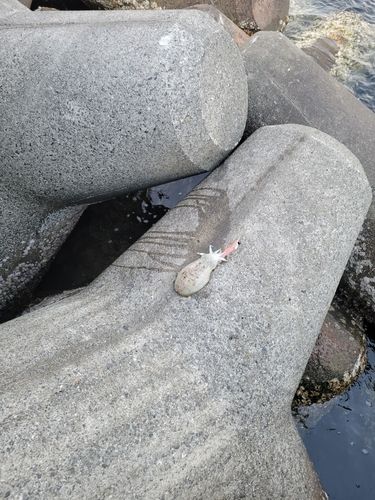 コウイカの釣果