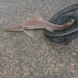 ドチザメ
