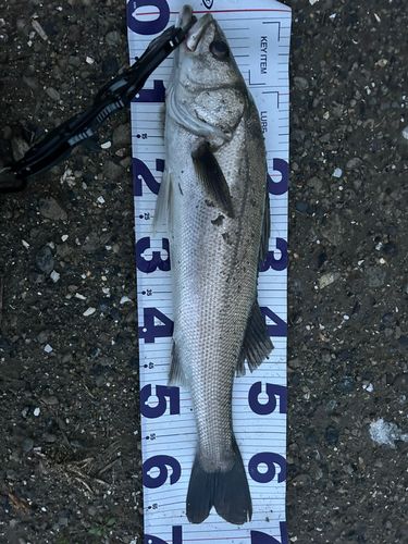 マルスズキの釣果