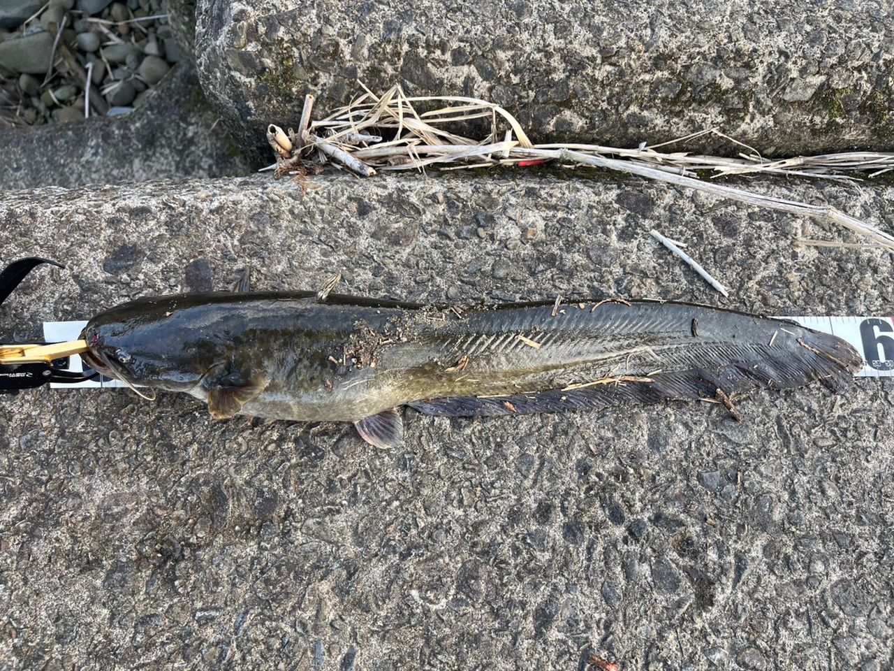 ナマズ