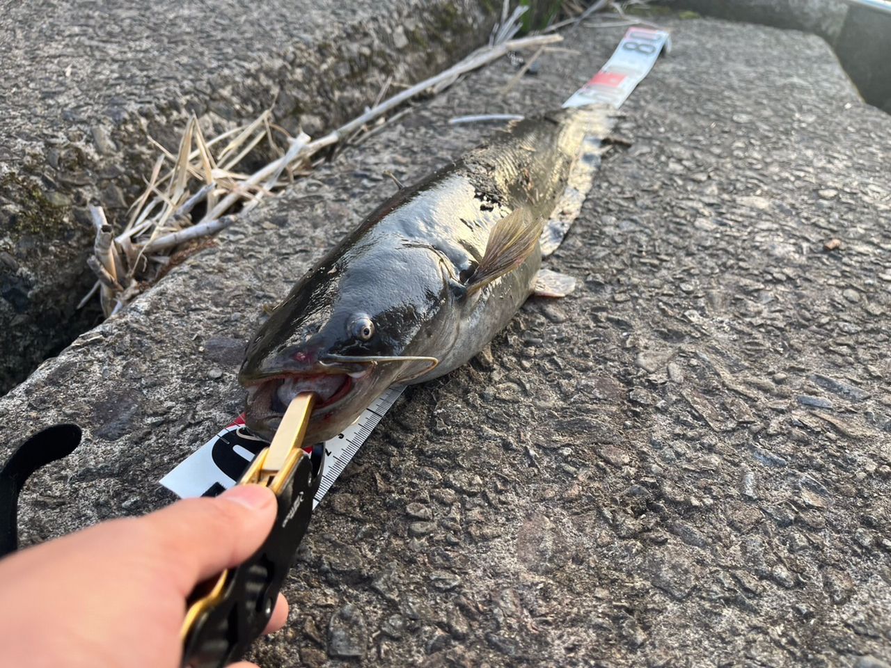ナマズ